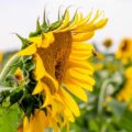 Stickstoff, wenn die Sonnenblume ohne ihn auskommt