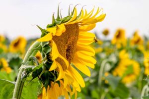Stickstoff, wenn die Sonnenblume ohne ihn auskommt